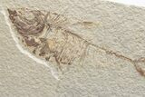 Fossil Fish (Diplomystus) - Green River Formation #224673-1